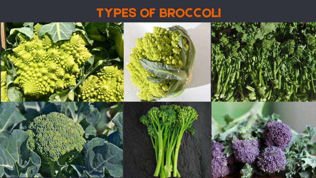 Broccoli types for weight loss