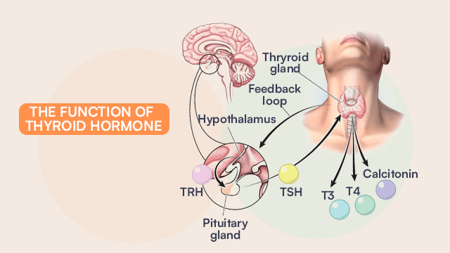 Function Of Thyroid Hormone