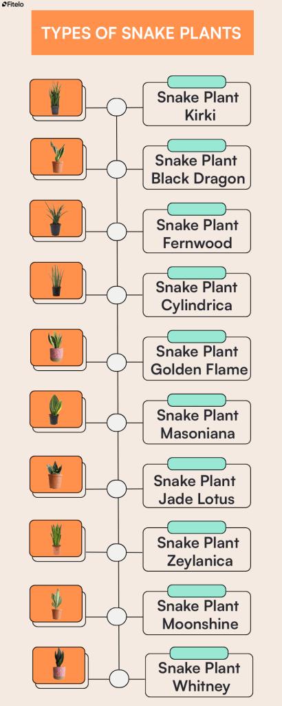 Types Of Snake Plants