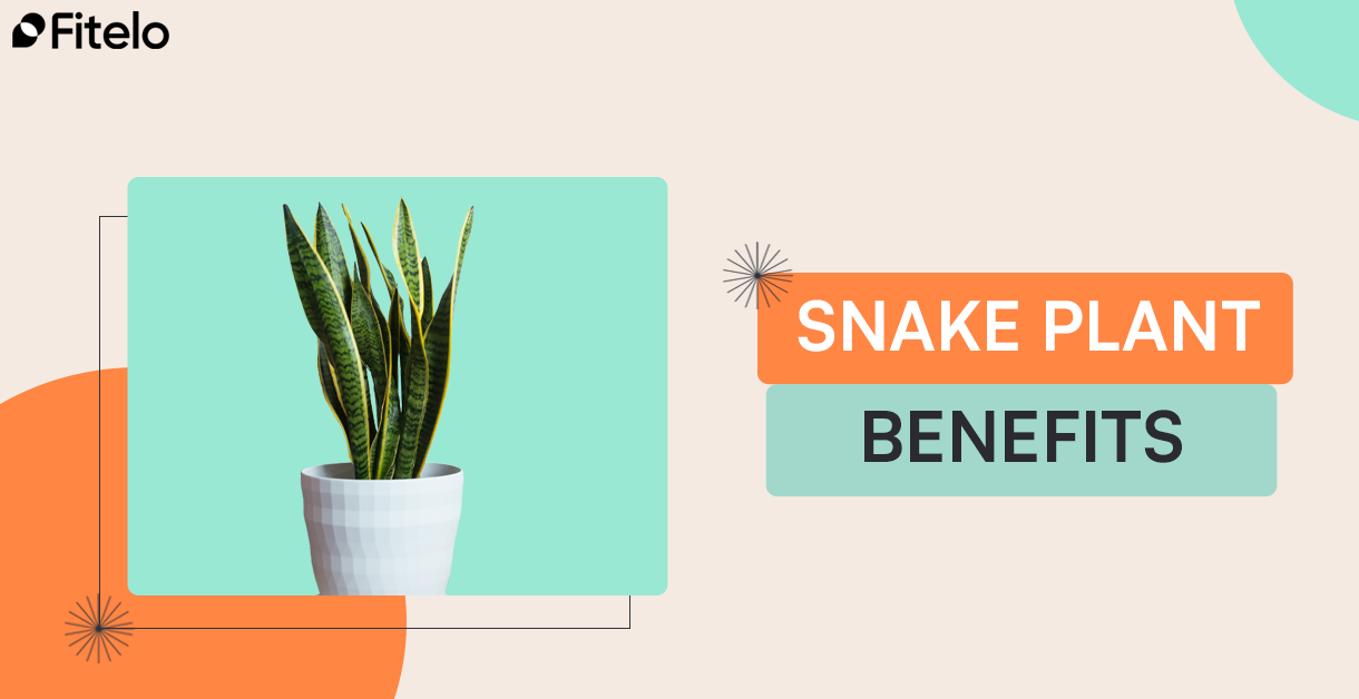 Snake Plant Benefits: Purify Air & Boost Wellness At Home